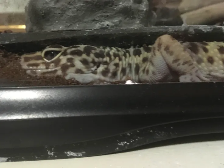 a leopard gecko, seen from the side, who appears to be stuck under a rock