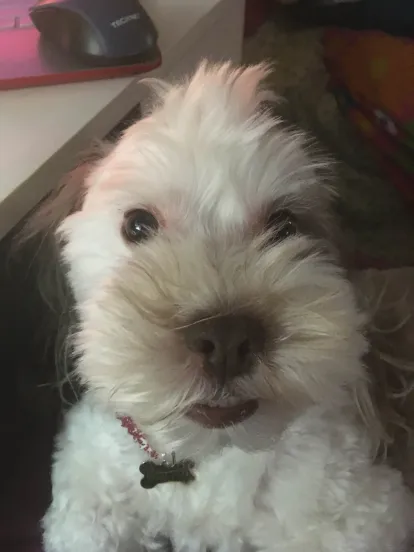 a fluffy dog with white fur, looking at the camera as though taking a selfie